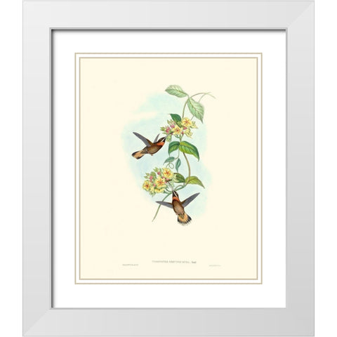 Hummingbird Delight II White Modern Wood Framed Art Print with Double Matting by Gould, John