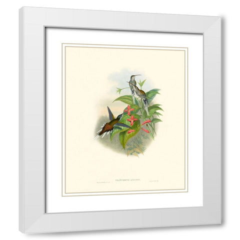 Hummingbird Delight IV White Modern Wood Framed Art Print with Double Matting by Gould, John
