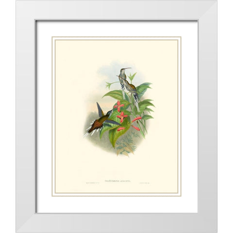 Hummingbird Delight IV White Modern Wood Framed Art Print with Double Matting by Gould, John