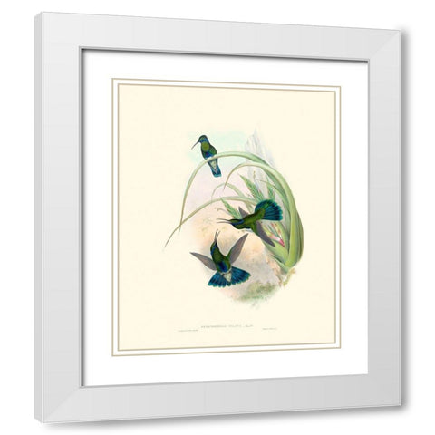 Hummingbird Delight VI White Modern Wood Framed Art Print with Double Matting by Gould, John