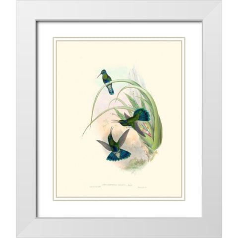 Hummingbird Delight VI White Modern Wood Framed Art Print with Double Matting by Gould, John