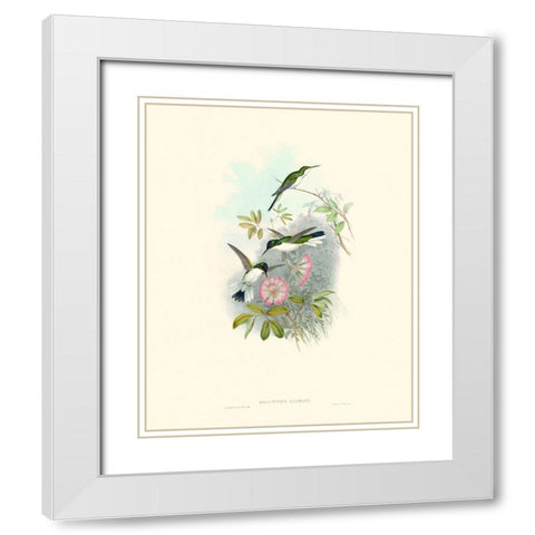 Hummingbird Delight VIII White Modern Wood Framed Art Print with Double Matting by Gould, John