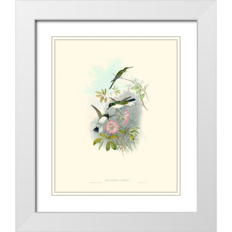 Hummingbird Delight VIII White Modern Wood Framed Art Print with Double Matting by Gould, John