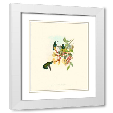 Hummingbird Delight IX White Modern Wood Framed Art Print with Double Matting by Gould, John