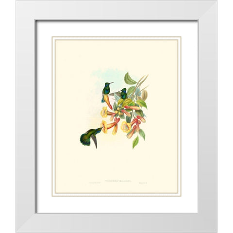 Hummingbird Delight IX White Modern Wood Framed Art Print with Double Matting by Gould, John