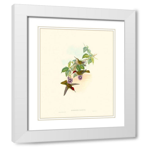 Hummingbird Delight XII White Modern Wood Framed Art Print with Double Matting by Gould, John