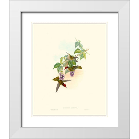 Hummingbird Delight XII White Modern Wood Framed Art Print with Double Matting by Gould, John