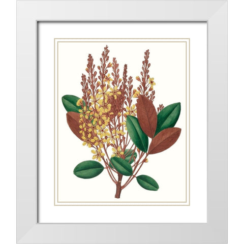 Fall Foliage II White Modern Wood Framed Art Print with Double Matting by Unknown