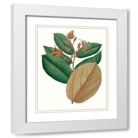 Fall Foliage III White Modern Wood Framed Art Print with Double Matting by Unknown