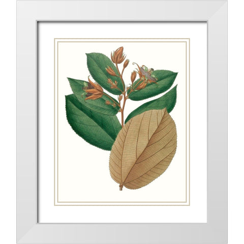 Fall Foliage III White Modern Wood Framed Art Print with Double Matting by Unknown