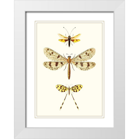 Entomology Series I White Modern Wood Framed Art Print with Double Matting by Blanchard