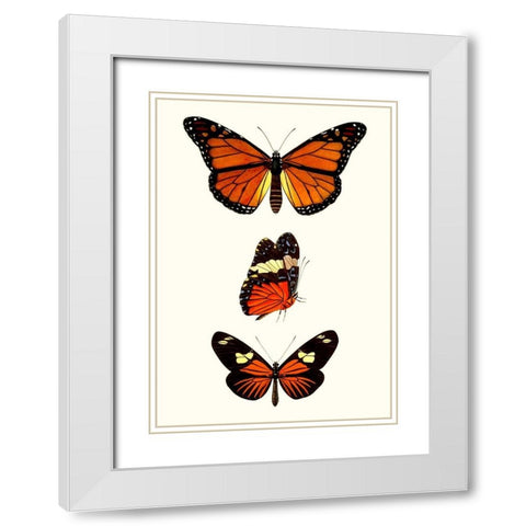 Entomology Series II White Modern Wood Framed Art Print with Double Matting by Blanchard