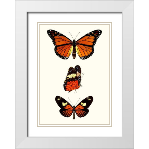 Entomology Series II White Modern Wood Framed Art Print with Double Matting by Blanchard