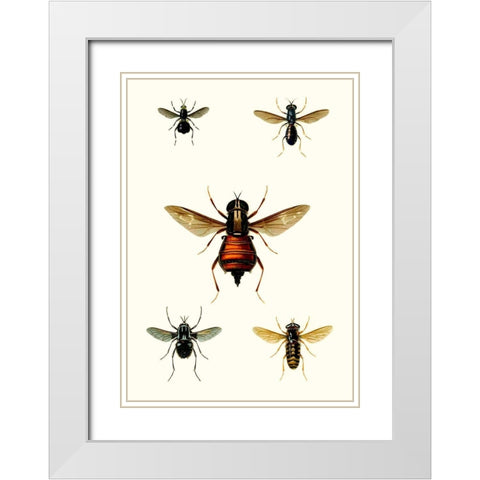 Entomology Series III White Modern Wood Framed Art Print with Double Matting by Blanchard