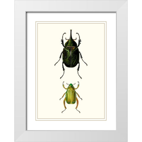 Entomology Series IV White Modern Wood Framed Art Print with Double Matting by Blanchard
