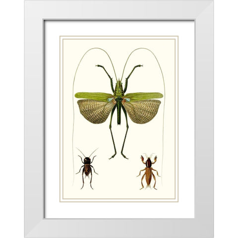 Entomology Series V White Modern Wood Framed Art Print with Double Matting by Blanchard
