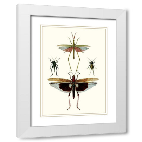 Entomology Series VI White Modern Wood Framed Art Print with Double Matting by Blanchard
