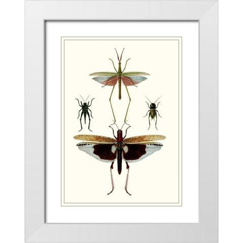 Entomology Series VI White Modern Wood Framed Art Print with Double Matting by Blanchard
