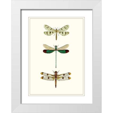 Entomology Series VII White Modern Wood Framed Art Print with Double Matting by Blanchard