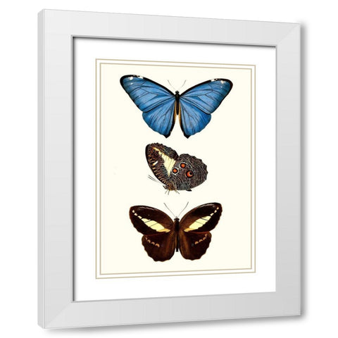 Entomology Series VIII White Modern Wood Framed Art Print with Double Matting by Blanchard