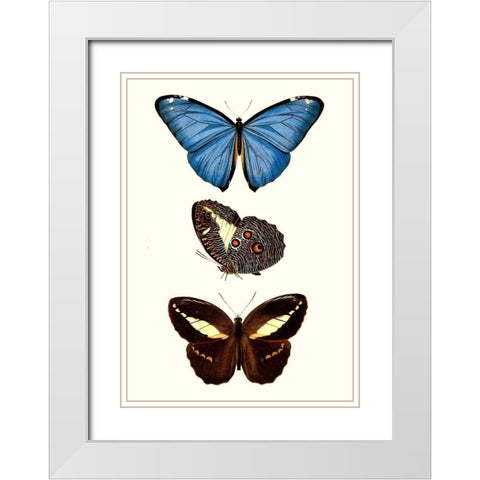 Entomology Series VIII White Modern Wood Framed Art Print with Double Matting by Blanchard