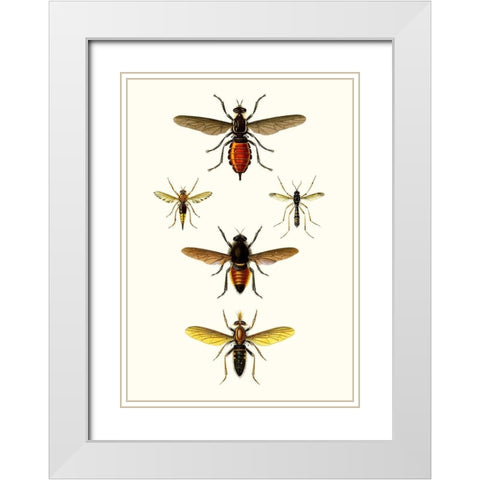 Entomology Series IX White Modern Wood Framed Art Print with Double Matting by Blanchard