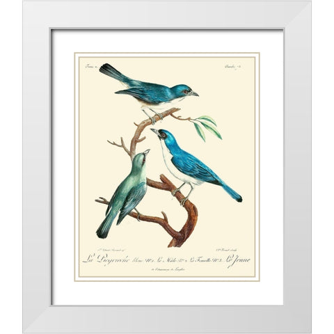 Vintage French Birds IV White Modern Wood Framed Art Print with Double Matting by de Langlois