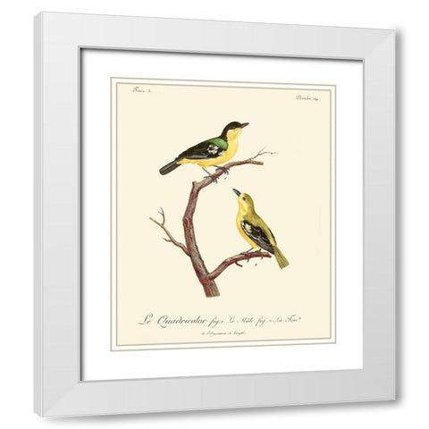 Vintage French Birds V White Modern Wood Framed Art Print with Double Matting by de Langlois