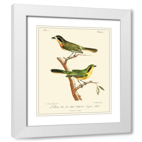 Vintage French Birds VI White Modern Wood Framed Art Print with Double Matting by de Langlois
