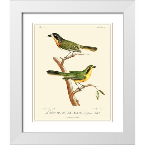 Vintage French Birds VI White Modern Wood Framed Art Print with Double Matting by de Langlois