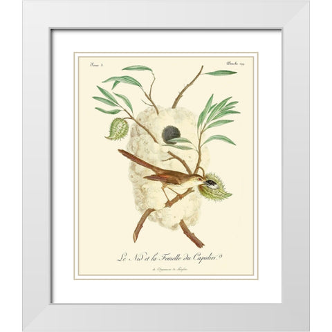 Vintage French Birds VII White Modern Wood Framed Art Print with Double Matting by de Langlois
