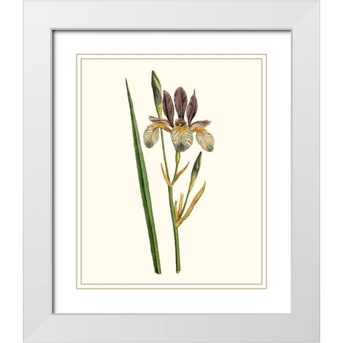 Antique Iris I White Modern Wood Framed Art Print with Double Matting by Curtis