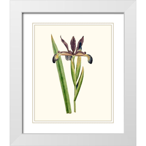 Antique Iris III White Modern Wood Framed Art Print with Double Matting by Curtis