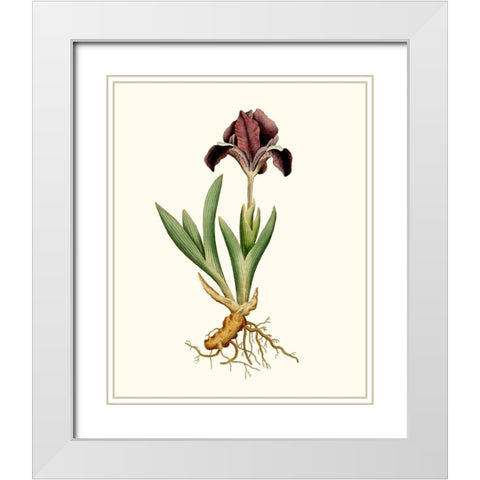 Antique Iris IV White Modern Wood Framed Art Print with Double Matting by Curtis