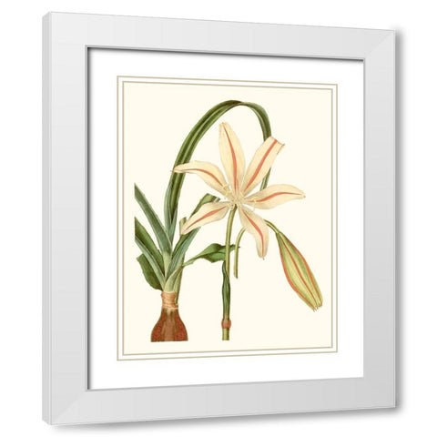 Antique Amaryllis I White Modern Wood Framed Art Print with Double Matting by Curtis