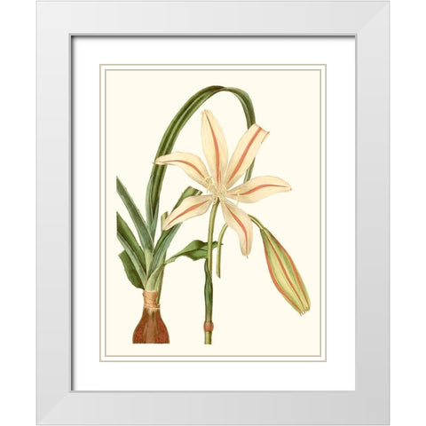 Antique Amaryllis I White Modern Wood Framed Art Print with Double Matting by Curtis