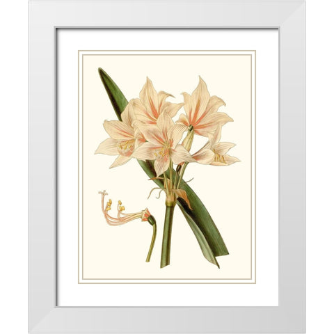 Antique Amaryllis II White Modern Wood Framed Art Print with Double Matting by Curtis