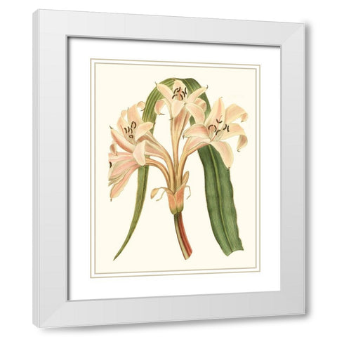 Antique Amaryllis III White Modern Wood Framed Art Print with Double Matting by Curtis