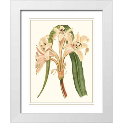 Antique Amaryllis III White Modern Wood Framed Art Print with Double Matting by Curtis