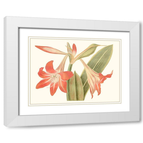 Antique Amaryllis IV White Modern Wood Framed Art Print with Double Matting by Curtis