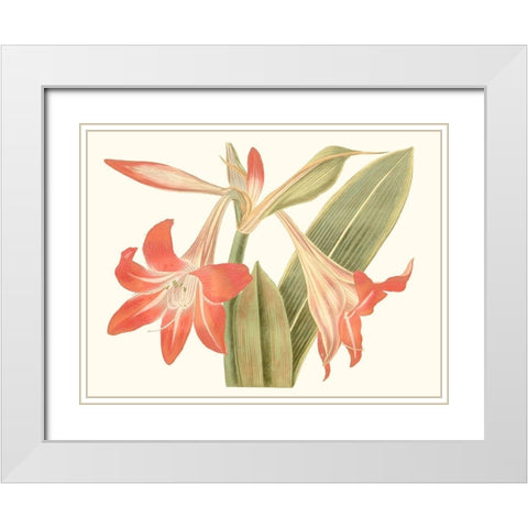 Antique Amaryllis IV White Modern Wood Framed Art Print with Double Matting by Curtis