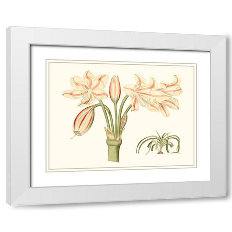 Antique Amaryllis V White Modern Wood Framed Art Print with Double Matting by Curtis