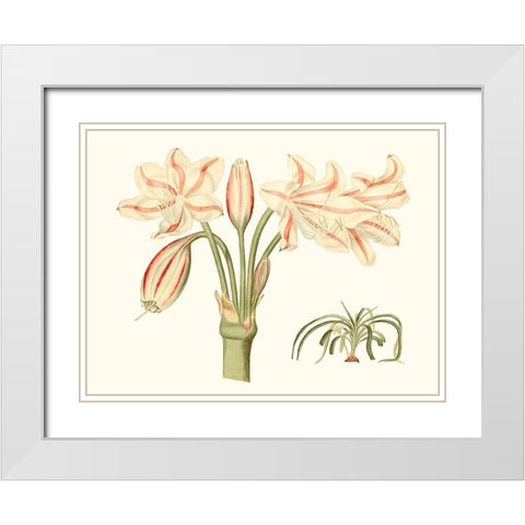 Antique Amaryllis V White Modern Wood Framed Art Print with Double Matting by Curtis