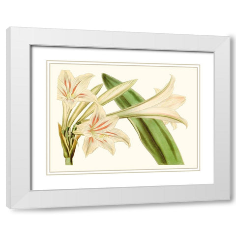 Antique Amaryllis VI White Modern Wood Framed Art Print with Double Matting by Curtis