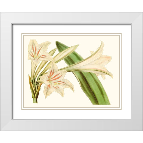 Antique Amaryllis VI White Modern Wood Framed Art Print with Double Matting by Curtis