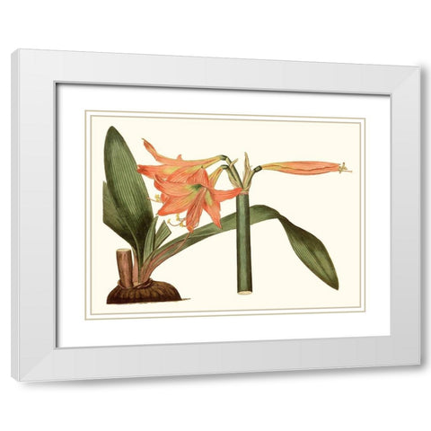 Antique Amaryllis VII White Modern Wood Framed Art Print with Double Matting by Curtis