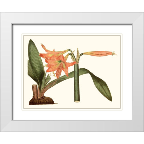 Antique Amaryllis VII White Modern Wood Framed Art Print with Double Matting by Curtis