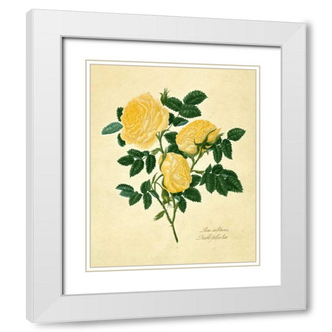 Double Yellow Rose White Modern Wood Framed Art Print with Double Matting by Lawrence, Mary