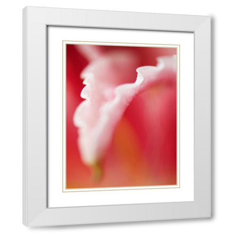Macro Tulip I White Modern Wood Framed Art Print with Double Matting by Nourock, Jonathan