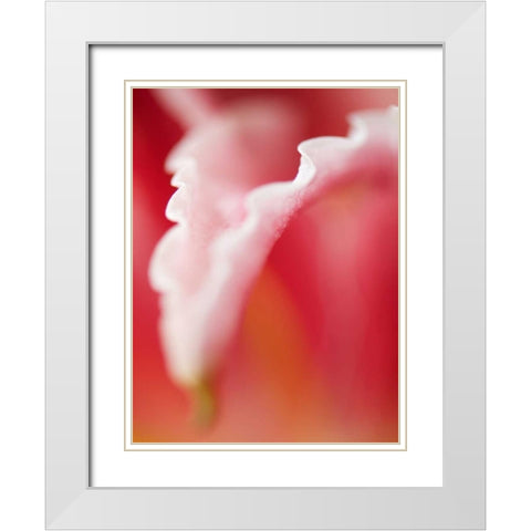 Macro Tulip I White Modern Wood Framed Art Print with Double Matting by Nourock, Jonathan
